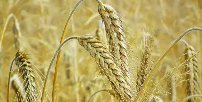 Rekordowa kara za oszustwa związane z importem produktów rolnych z Ukrainy